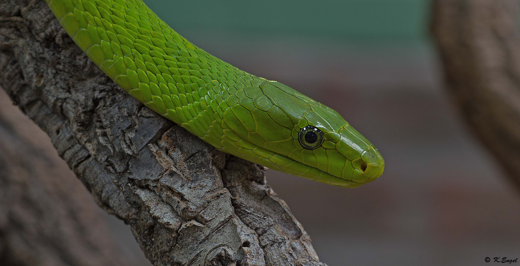 Green Mamba