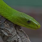 Green Mamba