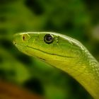 green mamba