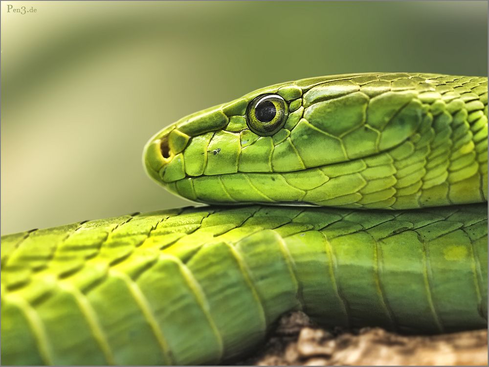 Green Mamba