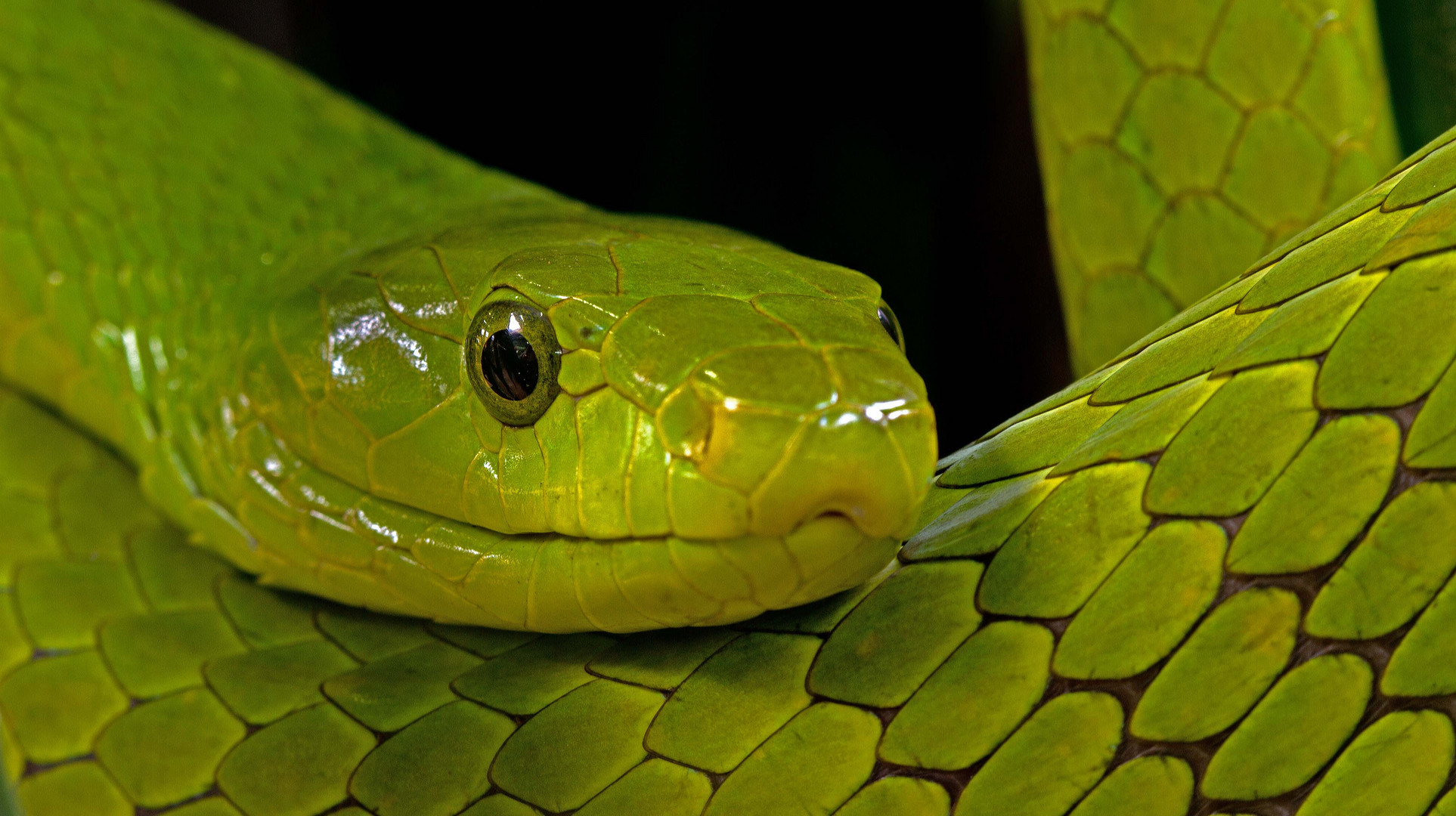 Green Mamba