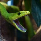 Green Mamba