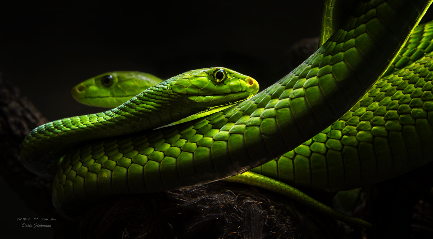 Green Mamba