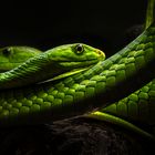 Green Mamba