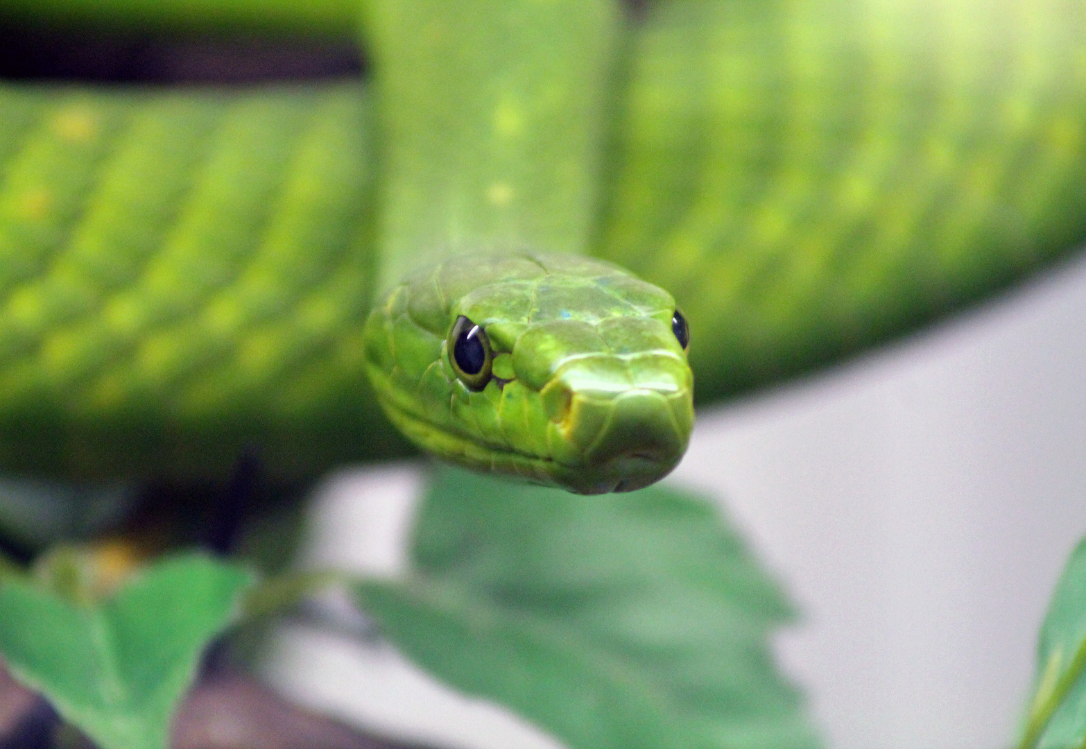 Green Mamba