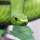 Green Mamba