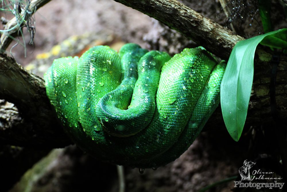 Green Mamba