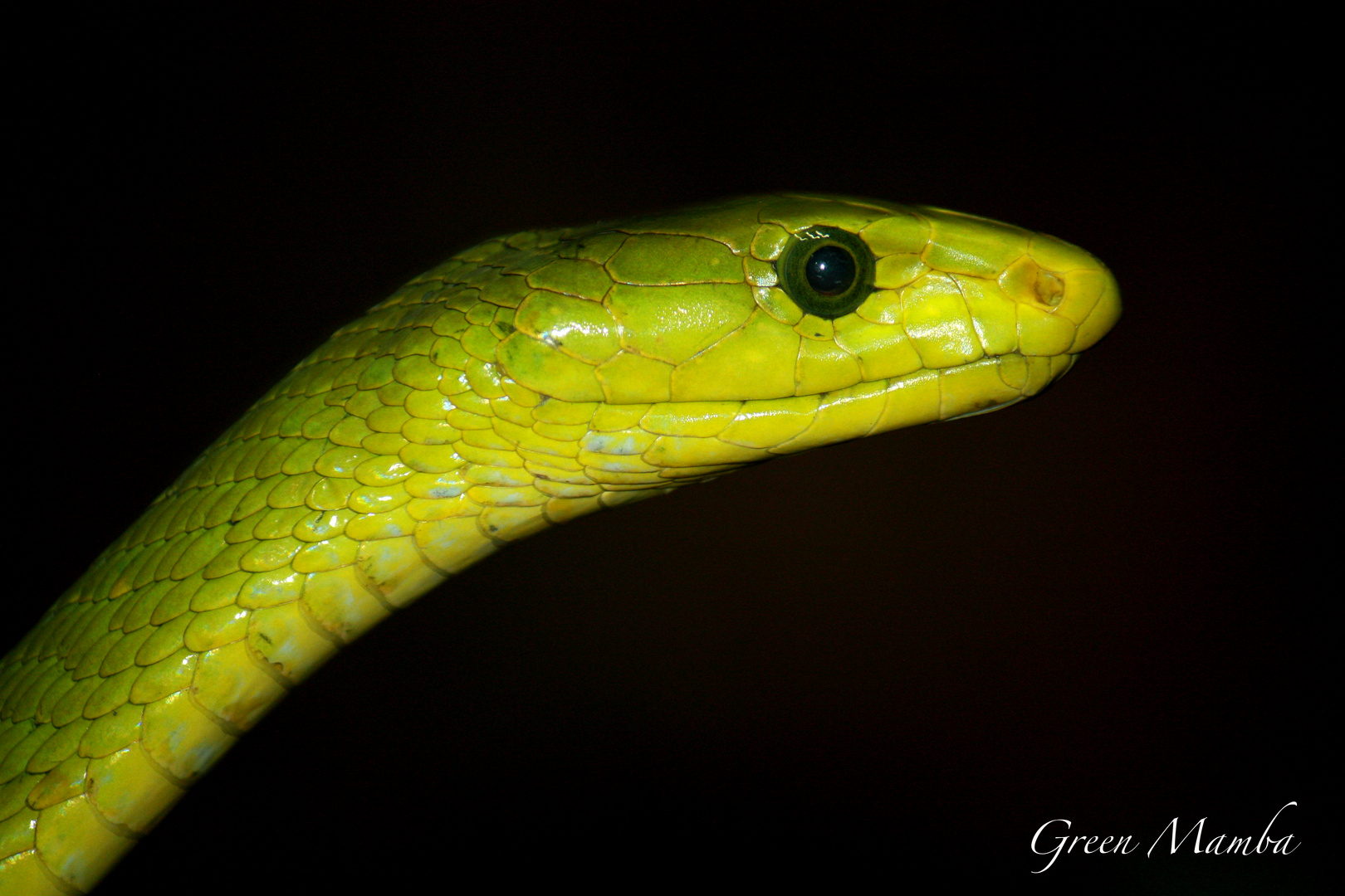 Green Mamba