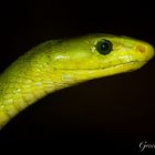 Green Mamba