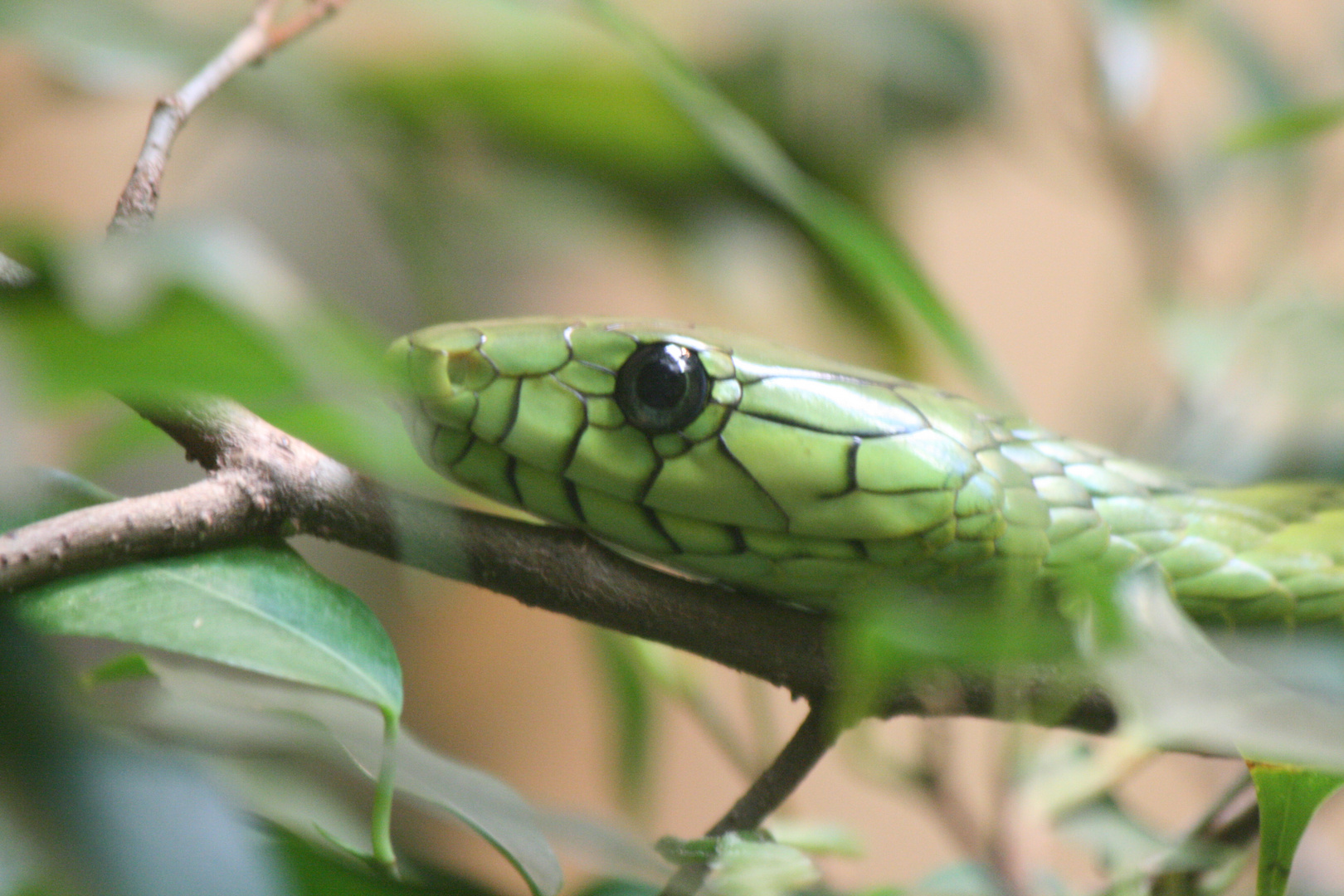 Green Mamba