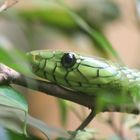 Green Mamba