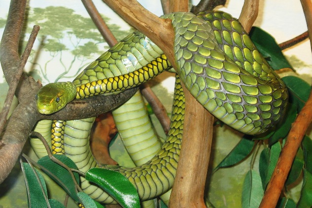 Green Mamba