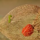 green meets orange