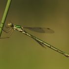 ~ Green-Metallic Little Rod ~ (Lestes sponsa, w)