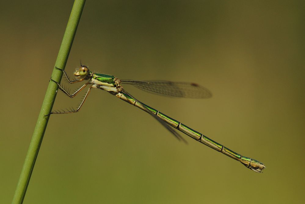 ~ Green-Metallic Little Rod ~ (Lestes sponsa, w)