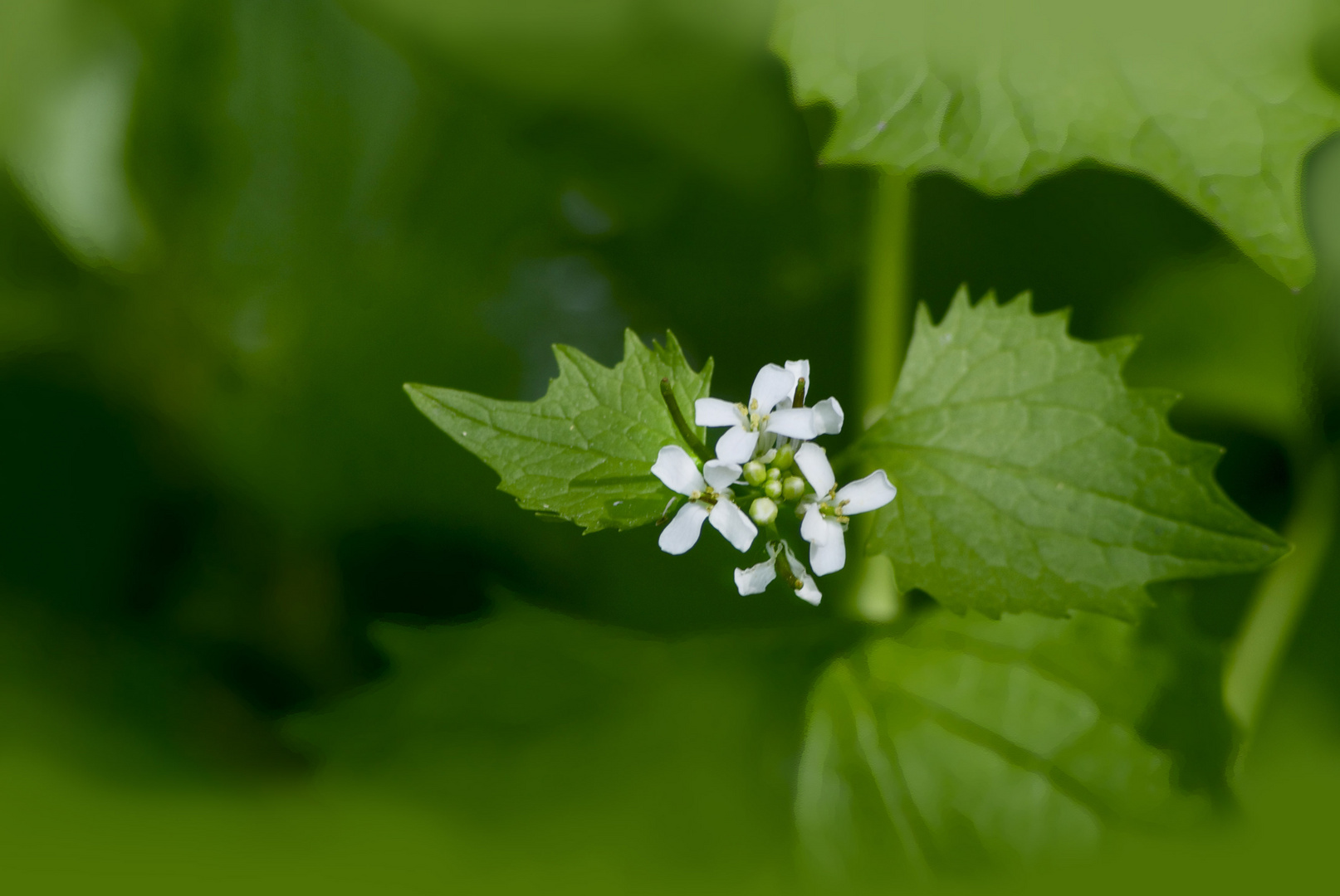 green mit einbisschen white!