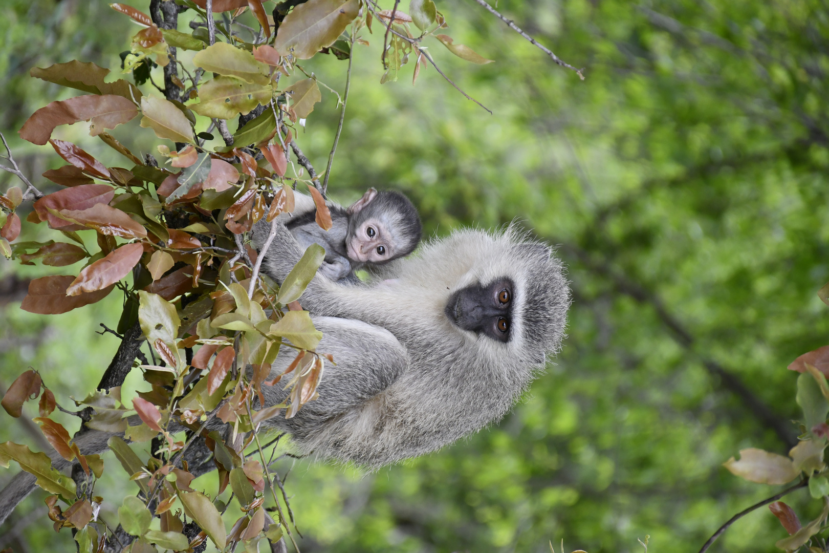 Green Monkey, Kruger National Park