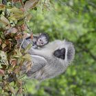 Green Monkey, Kruger National Park