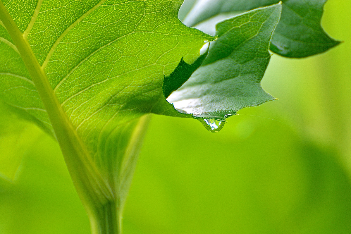 Green monochrome