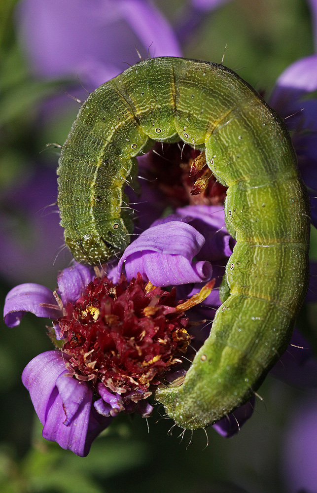 green monster...