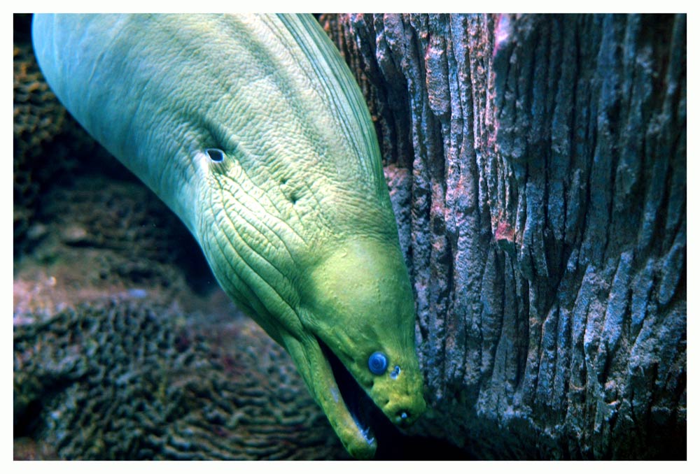 Green Moray Eel 	 (Gymnothorax Funebris)