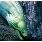 Green Moray Eel 	 (Gymnothorax Funebris)