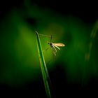 Green Mosquito