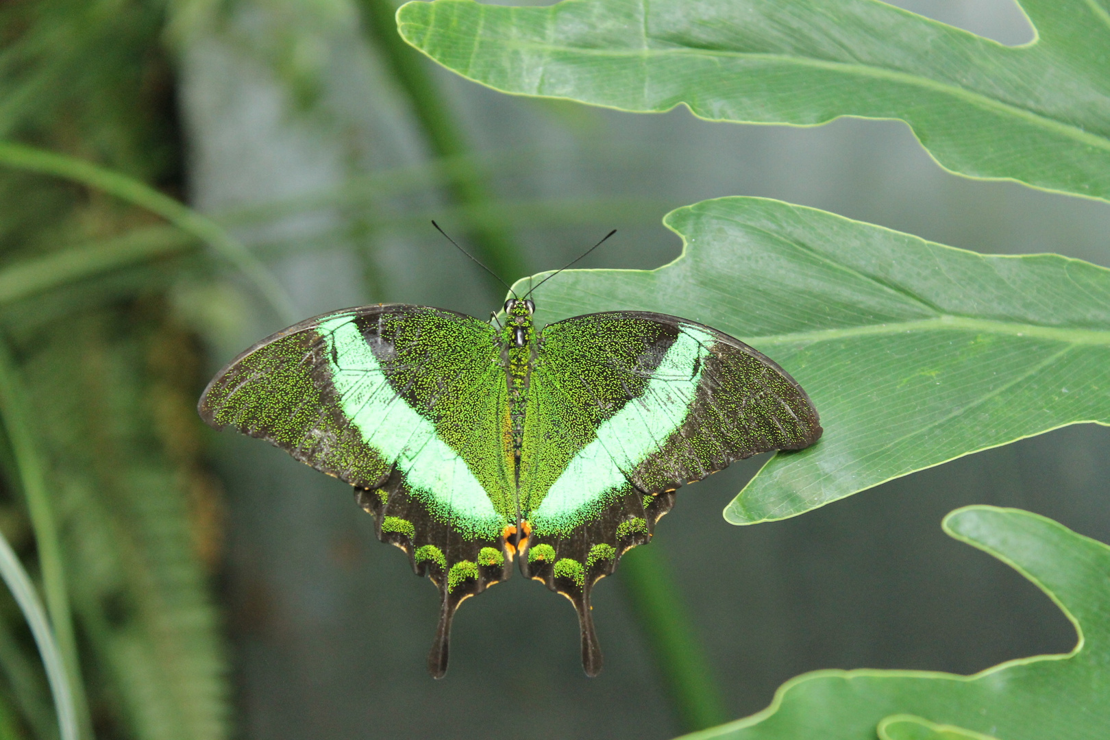 Green Moss Peacock Butterfly