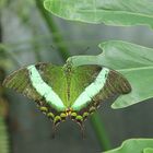 Green Moss Peacock Butterfly