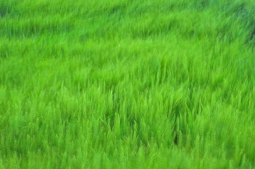 green motion