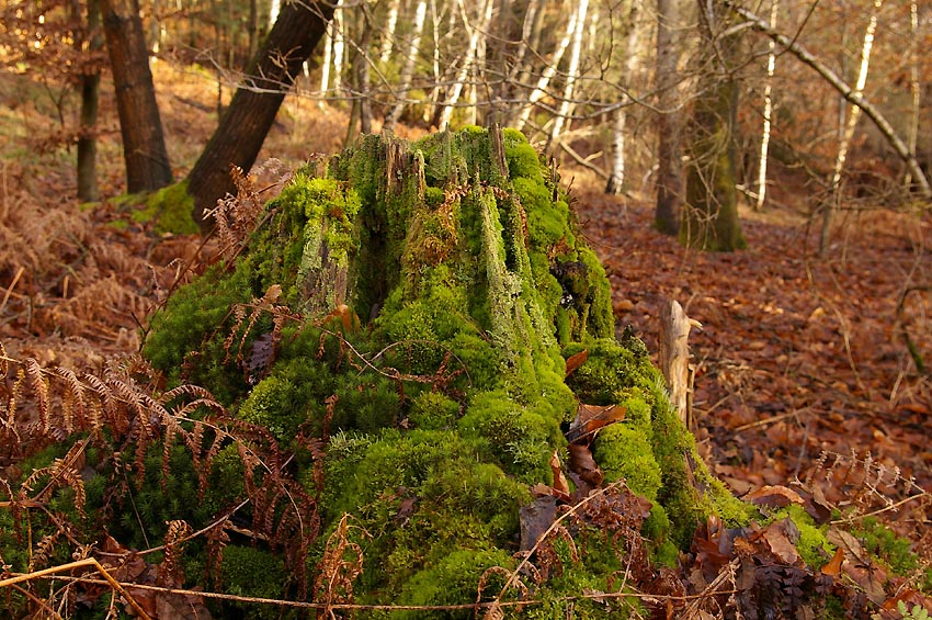 Green - Mountain