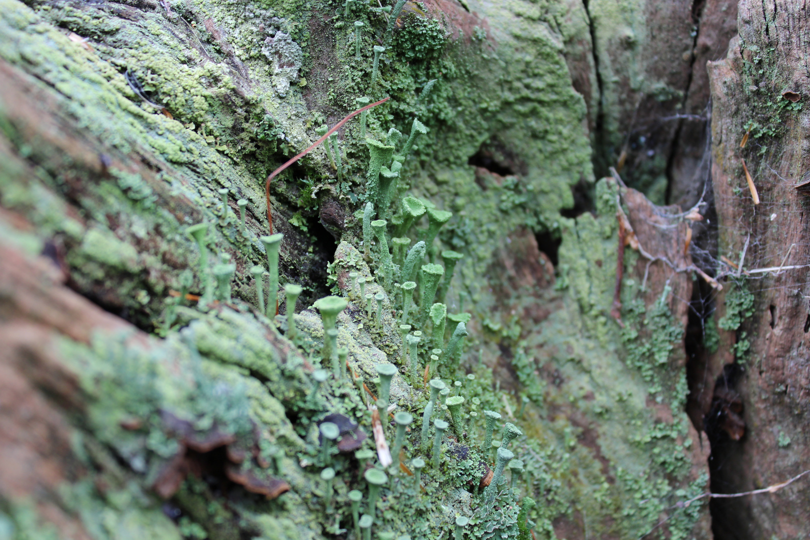 Green Mushrooms