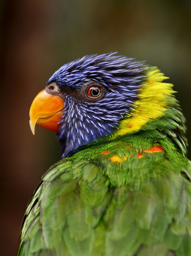 Green-naped Lorikeet