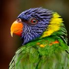 Green-naped Lorikeet