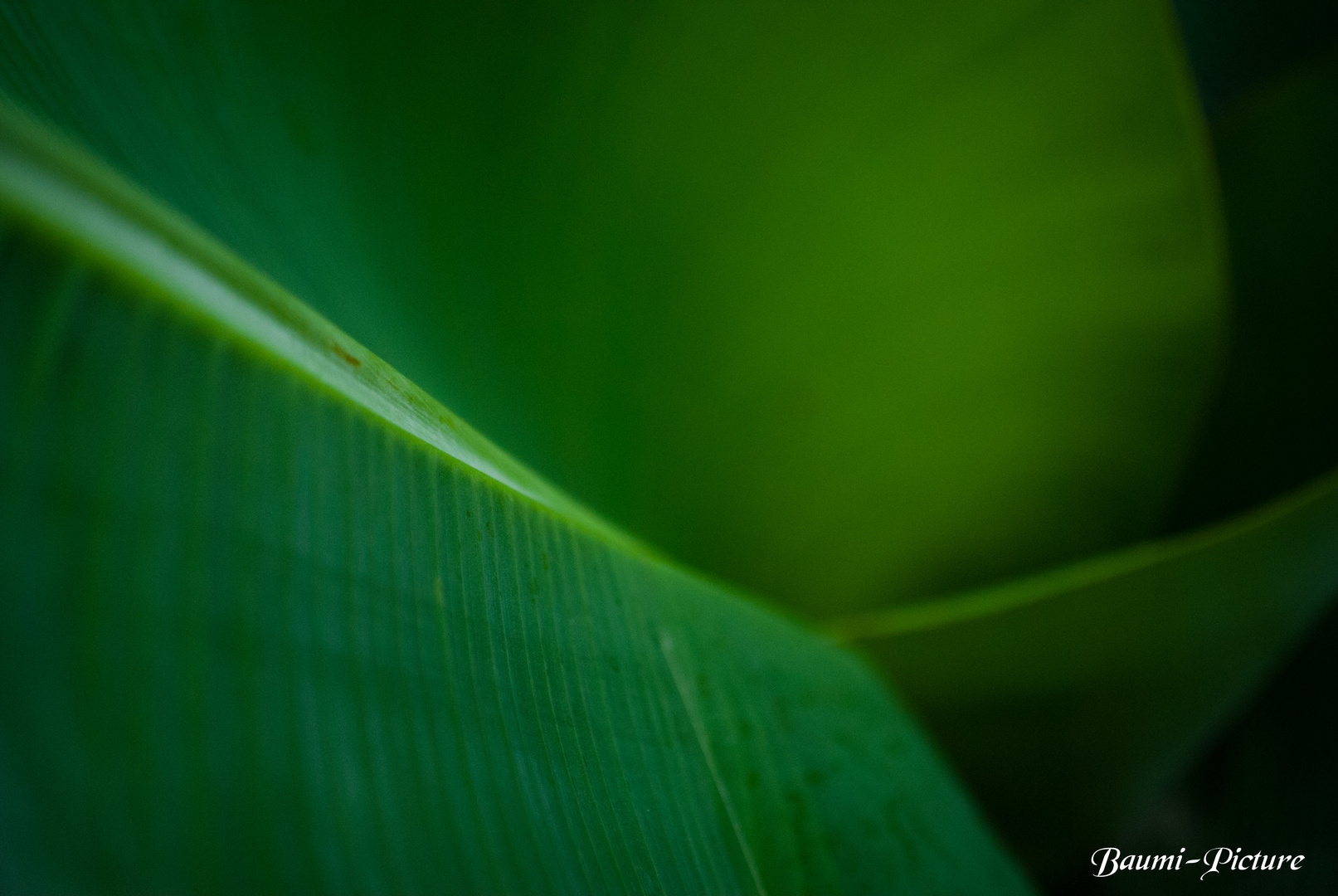 Green Nature