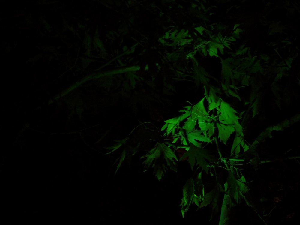 Green Night