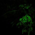 Green Night