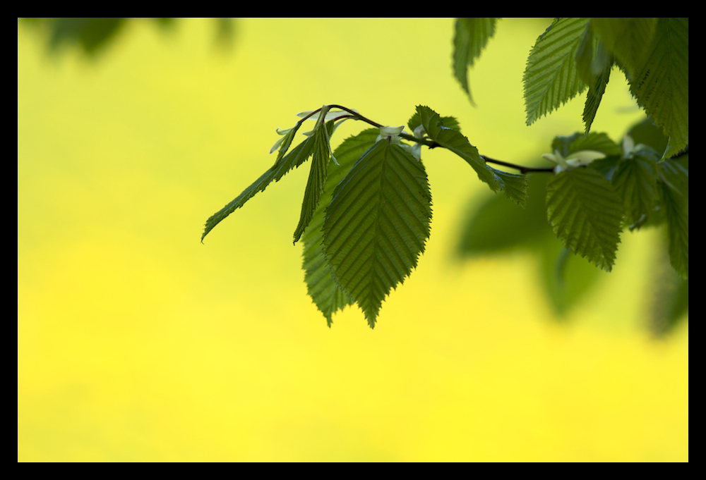 green  of  leaves