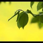 green  of  leaves