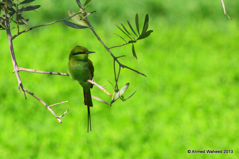 Green on Green