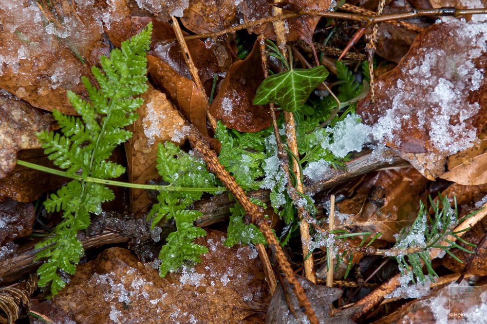 Green on Ice