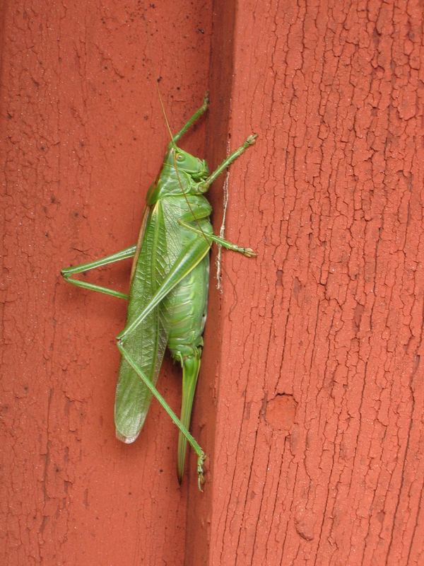 Green on wood