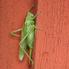 Green on wood