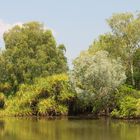 Green on yellow water