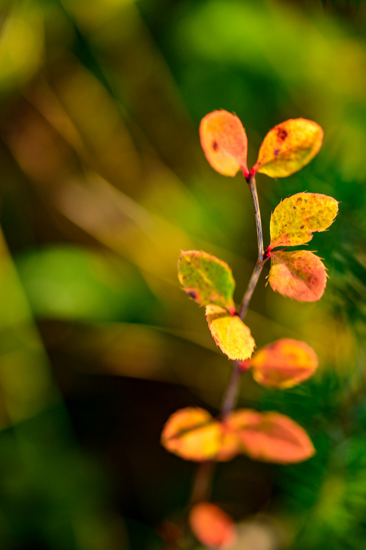 Green Orange