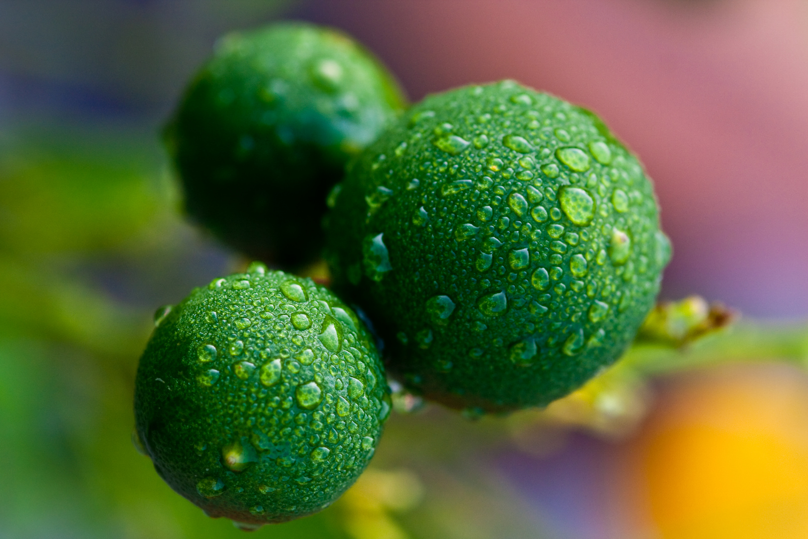 Green Oranges