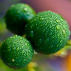 Green Oranges