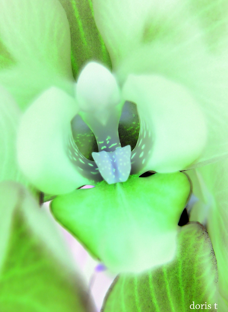 Green Orchid