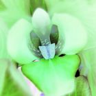 Green Orchid