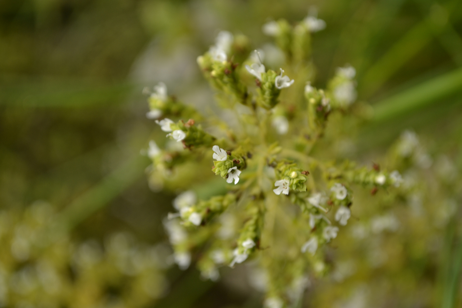 Green Oregano